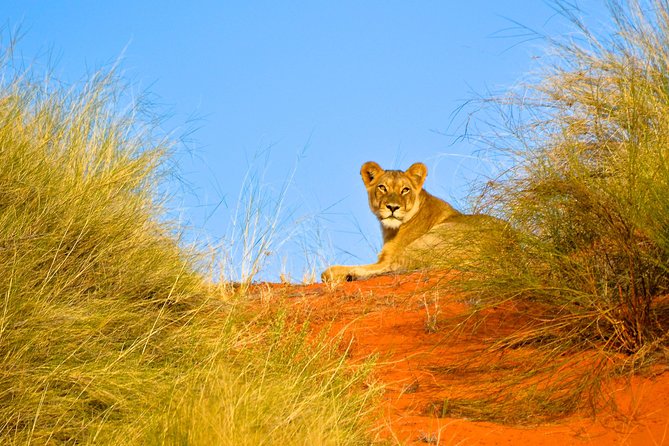 Hluhluwe Imfolozi Safari Day Tour From Durban - Accessibility Features