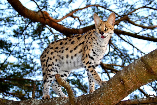Hluhluwe Safari & Emdoneni Wild Cat Project Day Tour From Durban - Inclusions and Logistics