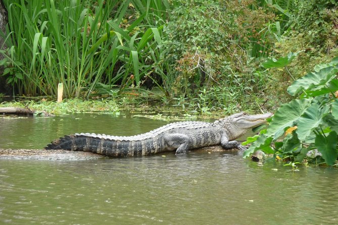 Honey Island Swamp Private Tour With Transport From New Orleans - Wildlife Encounter Highlights