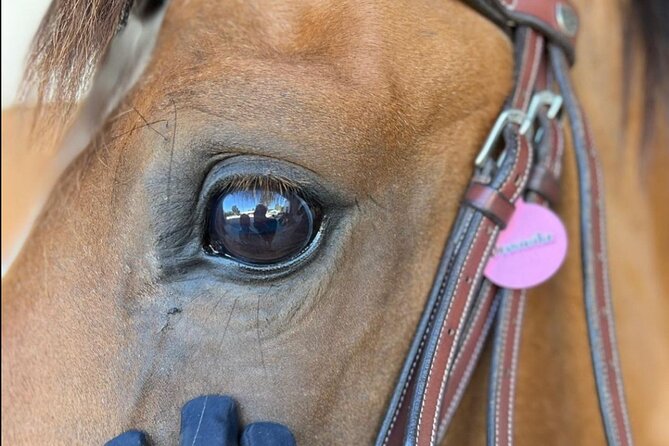 Horse Riding in Aveiro - Ílhavo - Inclusions