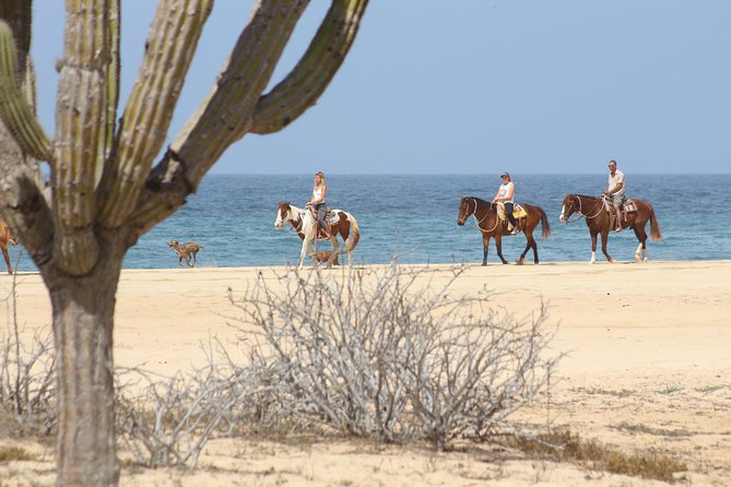 Horseback Riding Tour in Cabo San Lucas - Inclusions and Additional Costs