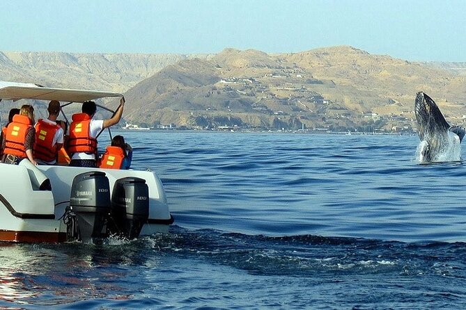 Humpback Whale Watching in Samana From Juan Dolio - Meeting and Pickup Locations