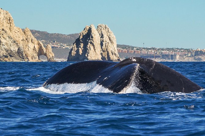 Humpback Whales in Cabo San Lucas - Tour Restrictions and Accessibility