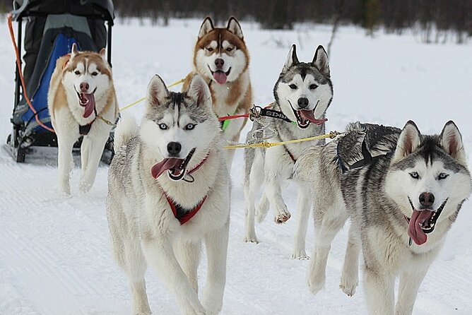Husky Sledding Ride 1,5 Km Family Trip - Inclusions and Amenities