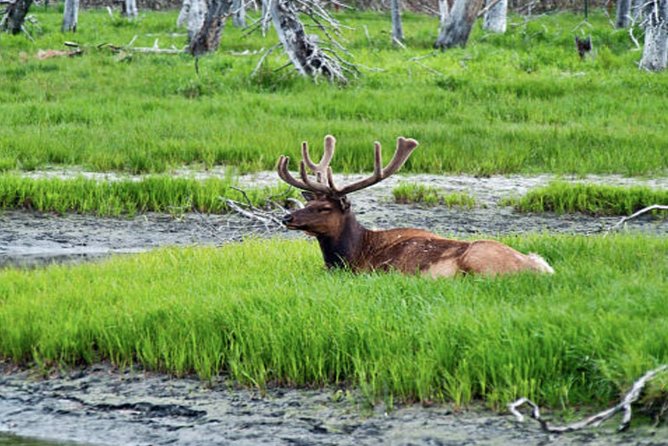 Icy Strait Small Group Shore Excursion: Were Going on a Bear Hunt! - Operating Dates and Schedule