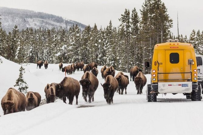 Jackson 4-Day and 3-Night Grand Teton and Yellowstone Winter Tour - Itinerary Overview