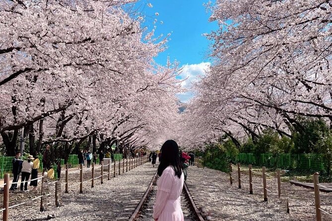 Jinhae Pink Cherry Blossom Festival Day Tour From Seoul - Transportation Details