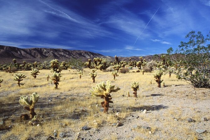 Joshua Tree National Park Driving Tour Review - Accessibility and Participation