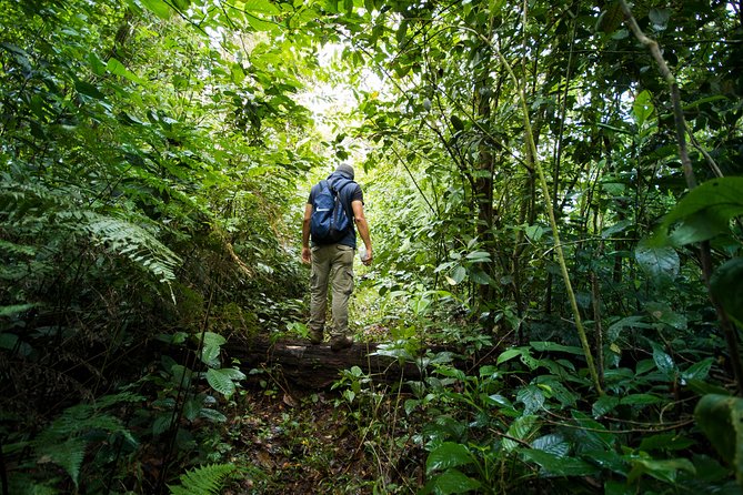 Jungle Expedition Through the Childrens Eternal Rainforest - Spotting Diverse Wildlife