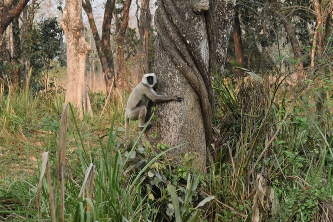 Jungle Towernight Stay: 4-Day Tour in Chitwan National Park - Accommodation Options