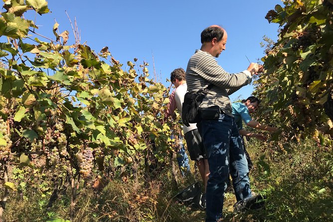 Kaheti One Day Wine Tasting and Sightseeing Tour 2022 - Itinerary Details