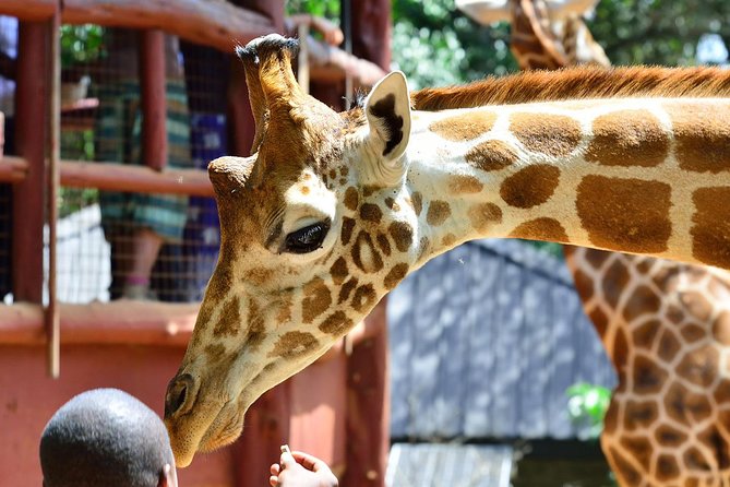 Karen Blixen Museum & Giraffe Centre Half Day Tour - Inclusions