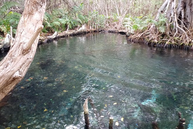 Kayak Through Mangroves to Secret Beach - Included Features