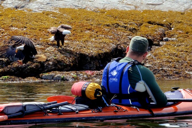 Kayaking With Whales and Wildlife - Searching for Whales and Wildlife