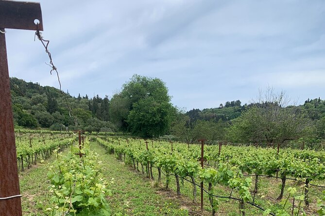 Kefalonia Wine Tour on E-Bikes - Meeting the Experienced Guide