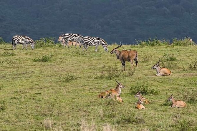 Kenya Safari - Inclusions and Upgrades