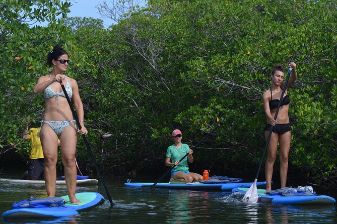 Key West Stand Up Paddleboard Rental - Exploring the Mangroves