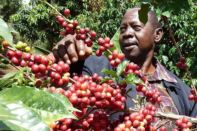 Kilimanjaro Organic Coffee Tasting Experience - Community Empowerment Initiatives