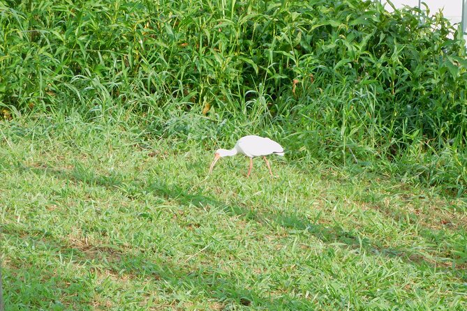 Kissimmee Airboat Swamp Tours - Experience and Wildlife Highlights