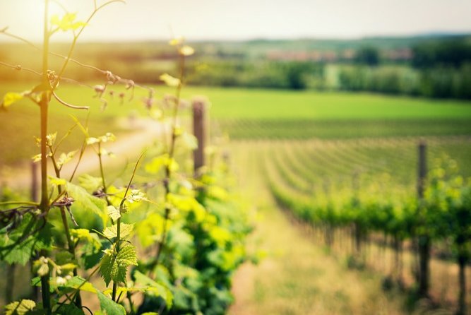 Knossos Wine & More - Discovering Cretan Winemaking Heritage