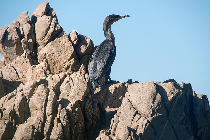 Knysna Heads & Lagoon Adventure Tour - Inclusions