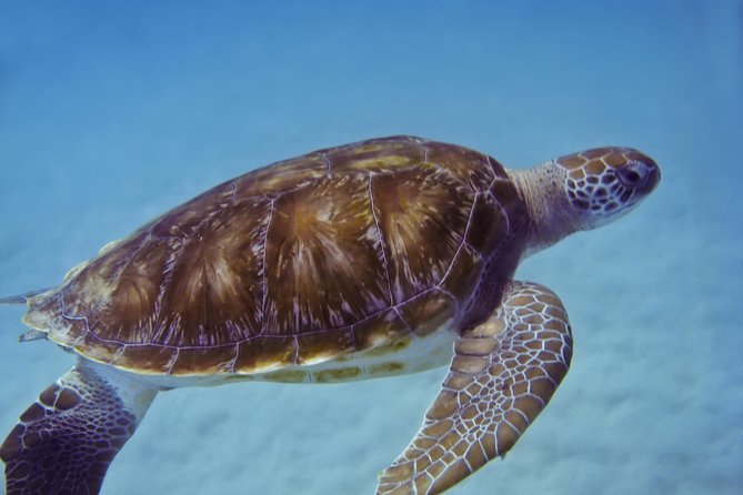 Kona Shore Excursion: Wild Dolphin Reefs Snorkel and Sea Caves - Customer Feedback