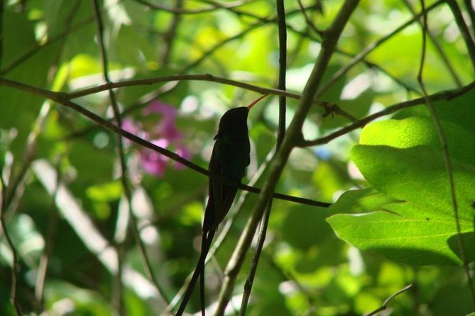 Konoko Garden & Mohoe Falls - Tour Schedule