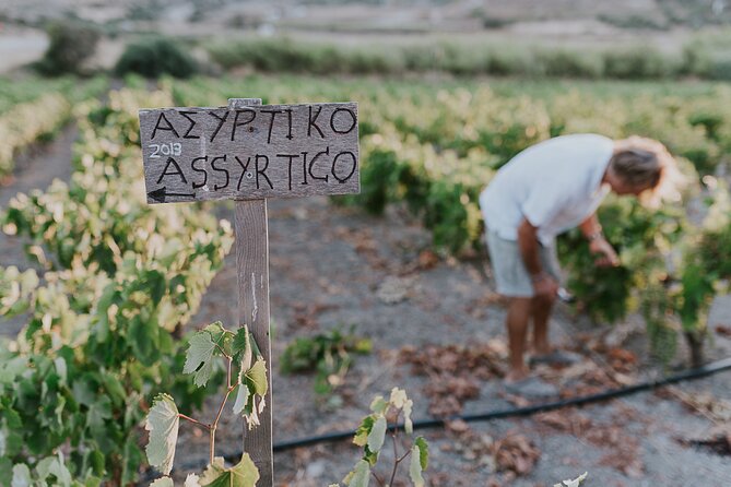 Kostantakis Winery - Milos Island Wine Tasting Experience - Experience at Kostantakis Winery