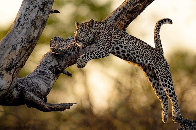 Kruger National Park Best Tour - Itinerary Overview