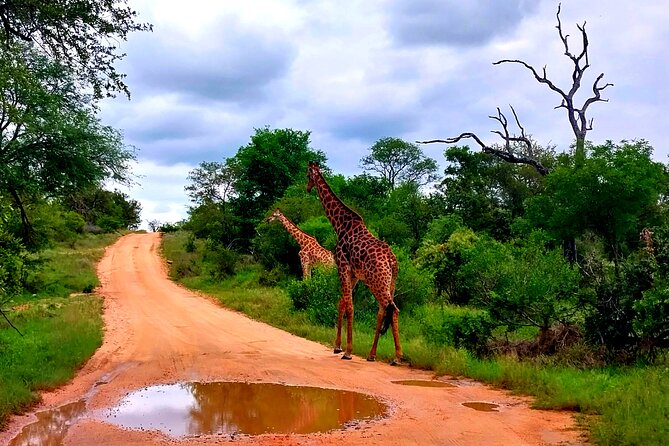 Kruger Park Full Day Guided Safari - Pickup and Accessibility