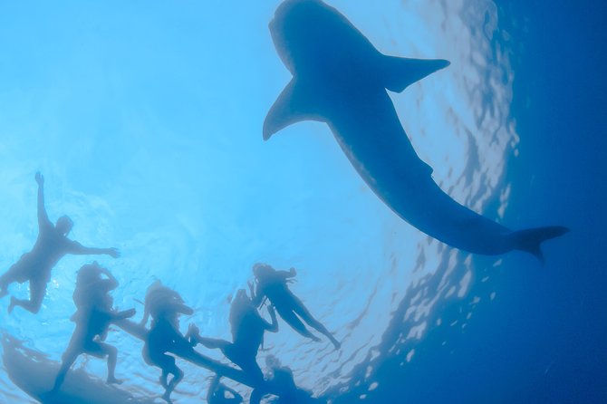 La Paz Whale Shark Snorkeling Tour and Lunch From Los Cabos - Inclusions and Exclusions