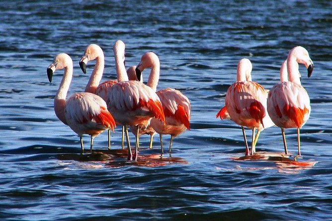 Laguna Del Toro and Flamingo-Watching 4WD - Scenic Drive Through Bull Gorge