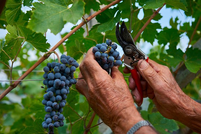 Lake Garda Wine Tasting: Pinot Noir & Tortellini in a Medieval Village - Meeting and Pickup