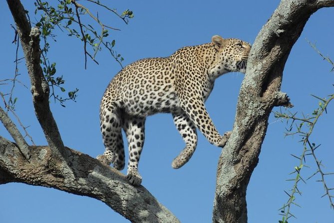 Lake Manyara Guided Day Tour From Arusha - Transportation Details
