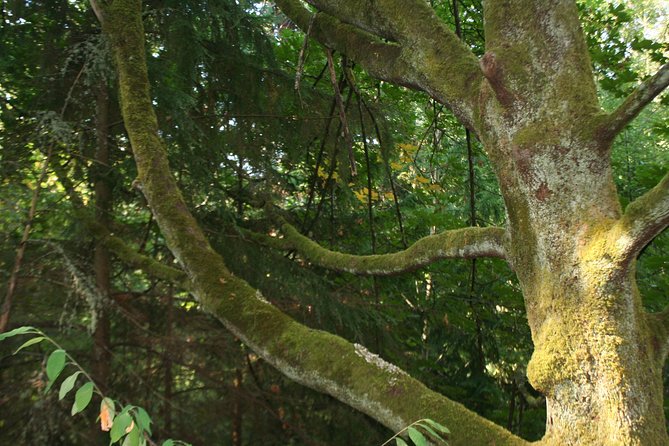 Lake, Old Growth Trees and Columbia City: Beautiful Natural Spaces and History - Exploring Lake and Old Growth Trees
