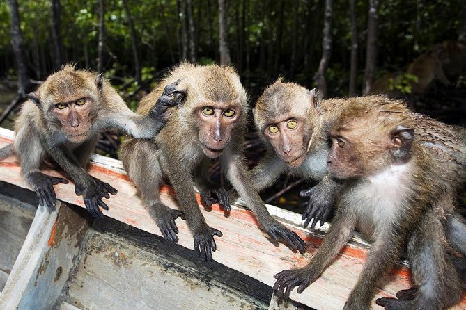 Lanta Mangrove Tour With Sea Cave Kayaking at Koh Talabeng - What to Expect