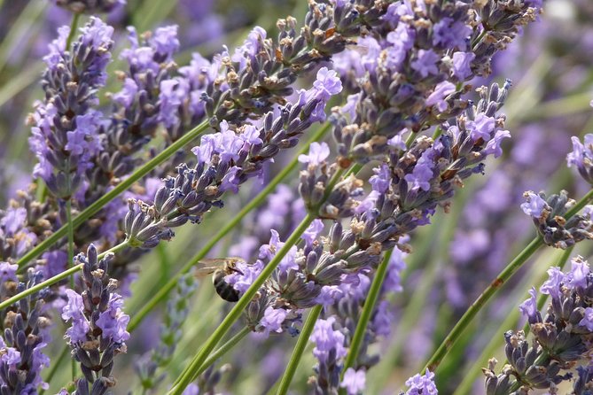 Lavender Tour Sault From Marseille - Meeting and Pickup Details