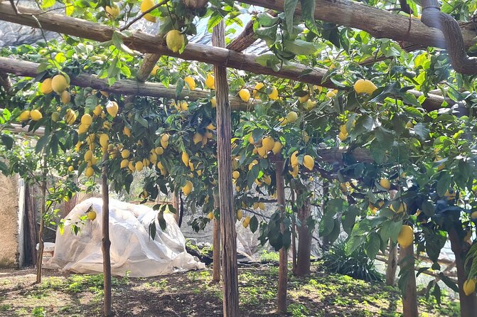 Lemon Path Hike - Amalfi Coast - Meeting Location and Pickup Details
