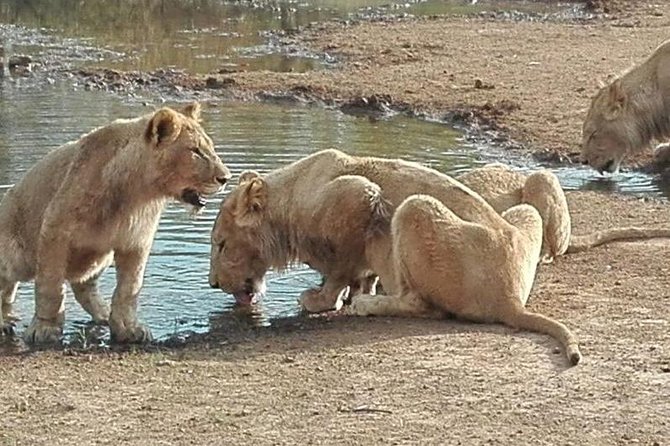 Lesedi Cultural Village and Lion Park Tour - Taking in Traditional Drumming and Dancing