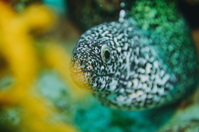 Local Dive in Playa Del Carmen - Inclusions and Costs