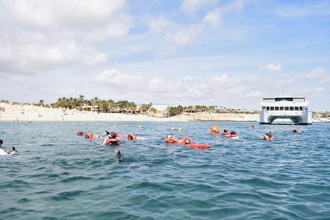 Los Cabos Reef Snorkeling Cruise With Lunch and Open Bar - Meeting and Departure