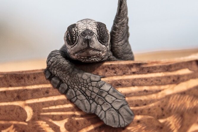 Los Cabos Turtle Release Conservation Program - Meeting and Pickup Information