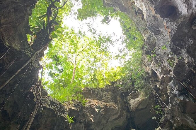 Los Haitises National Park Private Boat – Hiking 4 Hours Moist Forest Trail. - Exploring the Moist Forest Trail