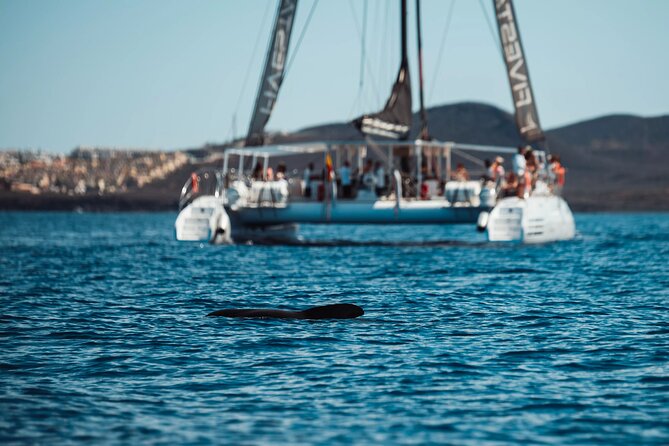 Luxury Catamaran Excursion From Las Galletas - Tenerife - Meeting Point Details