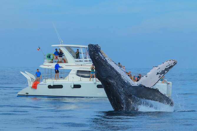 Luxury Catamaran Whale Watching Cabo San Lucas - Meeting and Pickup