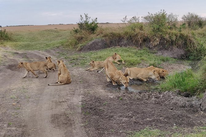 Maasai Mara Safari!! - Highlights of the Mara