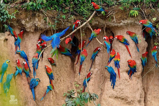 Macaw Collpa & Sandoval Lake 4 Days / 3 Nights - Meeting and Pickup Details