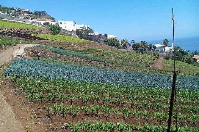 Madeira Farm Tour With Countryside Lunch  - Funchal - Highlights of the Included Experiences