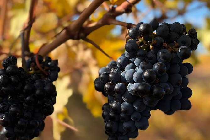 Malbec Madness Tour - Culinary Delights