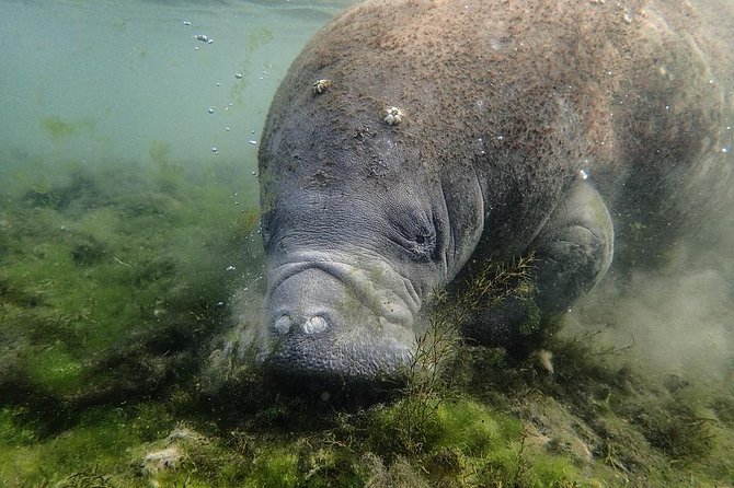 Manatees and Rainbow River by SCUBA or Snorkel - Snorkeling and SCUBA Experience